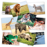 Wild Animals Poster Set