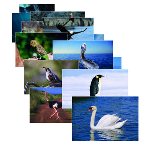Bird Picture Posters for language development