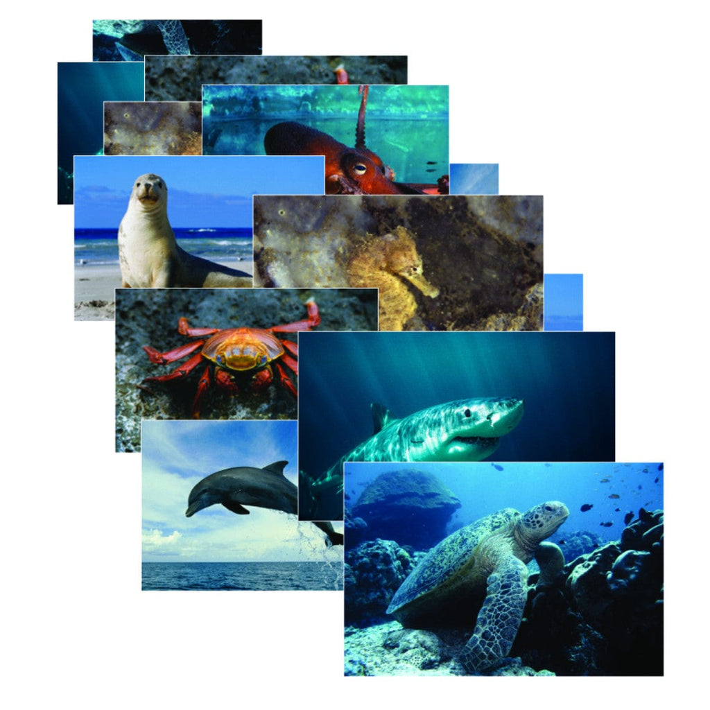 Sea Life Poster Set