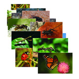 Insects & Bugs Theme Kit