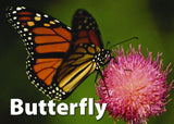 Insects and Bugs Memory Game- Butterfly