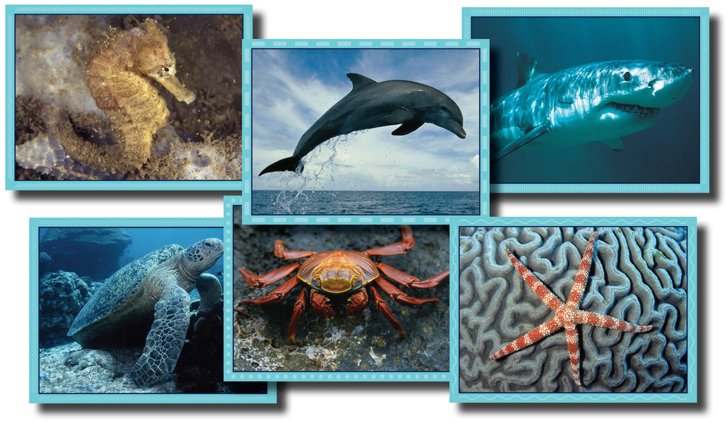 Sea Life Puzzle